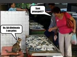 			 				Poze amuzante