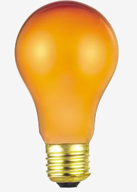 beculet1